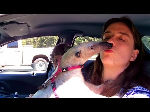 Are Anteaters Affectionate? : Commonly Asked Questions
