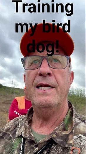 Bird dog training