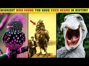 Top 10 Scariest Birds Sound In History
