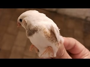 suivi d'élevage quelques jeune mandarins blanc