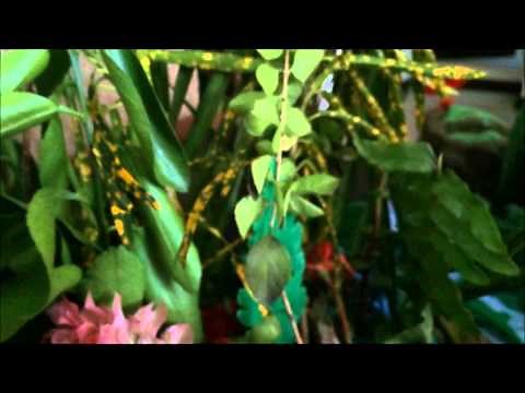 Biologia-Maqueta de selva húmeda