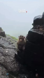 38K reactions · 826 shares | Labra chhori  #uttarakhand | Rashmi Negi Vlog | Facebook