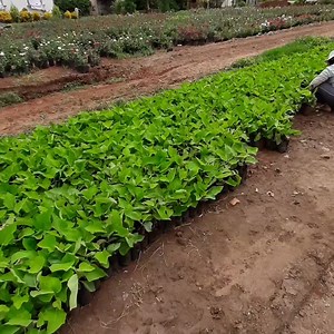 Wholesale Nursery Plants on Reels