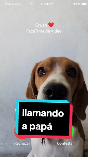 Llamando a papá 📱 #apa #traepollito #llamandoapapa #beaglesoftiktok #septiembre2023