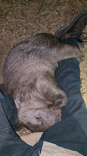 Walkabout Wildlife Sanctuary on Reels