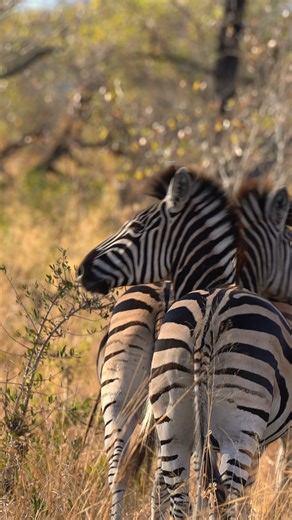 105K views · 1.2K reactions | In Kruger, zebras travel in line, a symbol of unity and strength. #southafrica #krugernationalpark #zebra #safari #travel #wildlife #traveller #visitsouthafrica #africansafari #explore #wildlifephotography #madbookings | Madbookings - Travel Experts in Africa & Asia | Facebook
