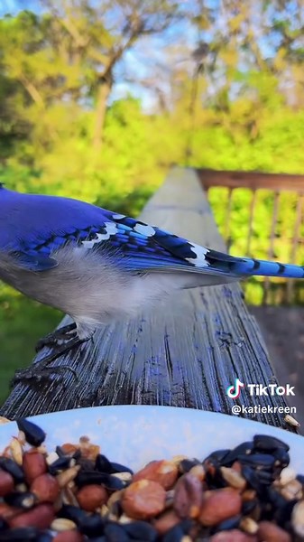 Katie Green (@katiekreen) - Volume up for maximum enjoyment. #fyp #birds #birdwatching #asmr #mordecai