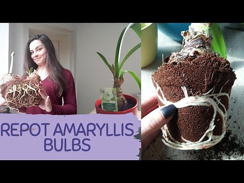 HOW TO REPOT AMARYLLIS BULBS AT HOME EASILY. How to transplant Amaryllis bulb not damaging the roots