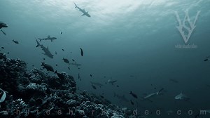 9.9K views · 141 reactions | Check out this video of Grey Reef Sharks facing into the current in South Fakarava. Specifically watch as the shark slide in from the top right (appears at 5 seconds), hit the brakes, then begin swimming into the current again. You’ll notice the speed difference of the sharks swimming with the current. | White Shark Video | Facebook