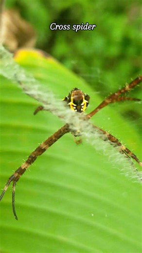 St Andrew's Cross spiders are orb weaving arachnids #spider