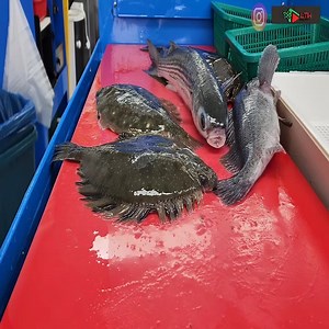 108K views · 1.3K reactions | Korean Street Fod The World of -Hamo-don- with a Traditional Cutting Skill! 撚戀 | Technology Times | Facebook