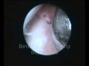 Elbow dysplasia in dogs Arthroscopy