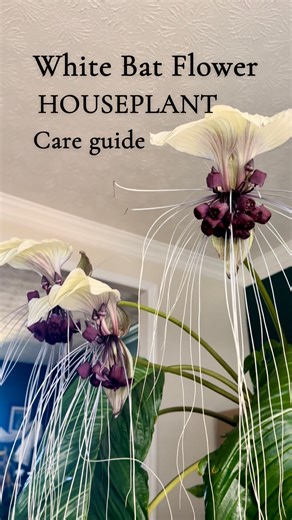 Nick Rust | White bat flower houseplant guide! - #houseplant #houseplantclub #guide #care #bat #flowerstagram #plantsofinstagram #plants... | Instagram