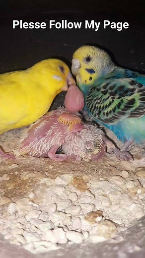 27K views · 600 reactions | Budgies 殺殺殺 budgies,baby...