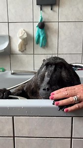 302K views · 17K reactions | Love a relaxing bath time with my mom 冀﫧識 #cindythebaboon #throwback #farmlife #purelove *i’m a rescue not a pet | Cindy The Baboon | Facebook