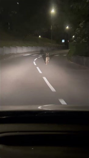 Loup sur chasse sur Rhône