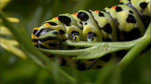 Science KS1 / KS2: How caterpillars change into butterflies (no narration)