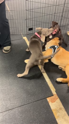 Ever wonder where the term dogpile comes from? Shelby, Moose, and Ozzy give a literal definition every Sunday during playtime! #readysettraindogs #dogtrainingtoledo #puppysocialization | Ready Set Train