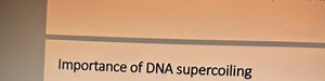 Importance of DNA supercoiling... | Filo