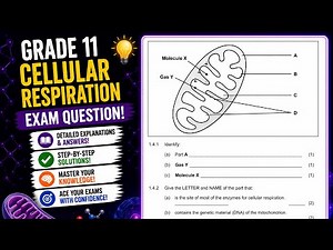 Grade 11 Cellular respiration Exam Question Answered | November Final Exams