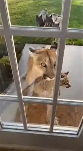 Unbelievable! Cub Survives Wolves! 😢🐾 #rescue #animals #shorts