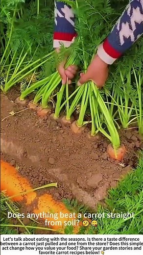 Nature's Surprise: Hand-Pulling Fresh Carrots 🌱