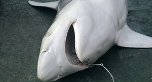 Florida Updates Shore-Based Shark Fishing Regulations