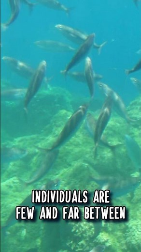 BOOPS BOOPS: eaten by humans 🍤 Animal Fact Files #facts #animals #wildlife