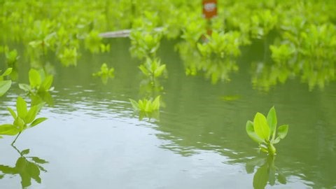 clip-4009146435-young-green-mangrove-sapling-wetland-environment-seedling