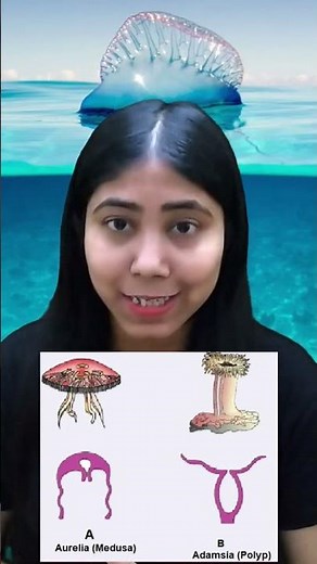 Metagenesis in Cnidarians | Meaning & Examples | Coelenterata | Class11 | Biology | Adhyayanta