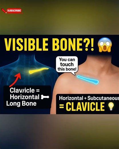 Clavicle: The Only Horizontal Long Bone You Can Touch! 😱 | Medical Fun Fact #shortsviral #shorts