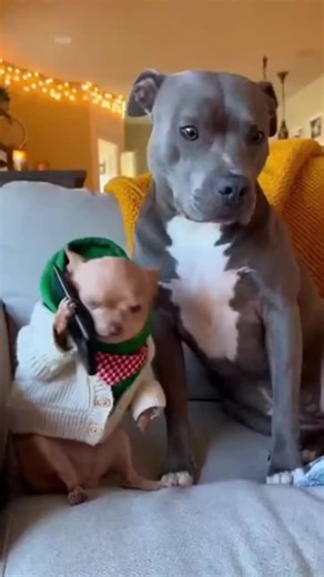 The chihuahua and its brother make phone calls, do laundry, inflate car tires, play with chickens, and do odd jobs – all very funny.#dogvideos #dogsoftiktok #animalslove #funnyvideo