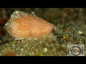 Van Hyning's Cone hunting polychaete worm