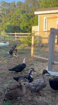 Training our ducks to go to bed with the help of our German Shepherd #germanshepherd #ducks