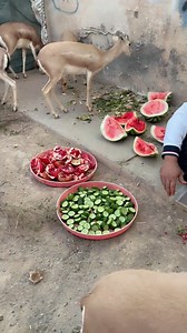 71K views · 1.9K reactions | Muhammad Nuri on Reels | Facebook