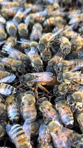 3K views · 86 reactions | Healthy queen laying eggs in a strong colony  #Beekeeping #ApiaryLife #HiveManagement #BeeCar | WeBee | Facebook
