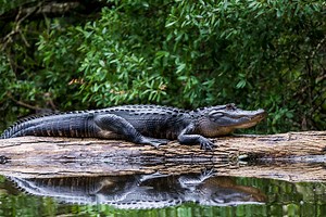 Alabama Police Warning Citizens About The Dangers Of 'Meth Gators'