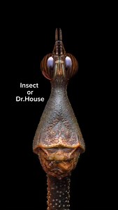 Let’s play a game Is it Dr.House or Insect Meet the Horsehead grasshopper (Pseudoproscopia scabra) found in South America. They are a species of neotropical “stick grasshopper” of the family Proscopiidae I photographed these in the Amazon jungle of Ecuador 🇪🇨 | Jeremiah Winden