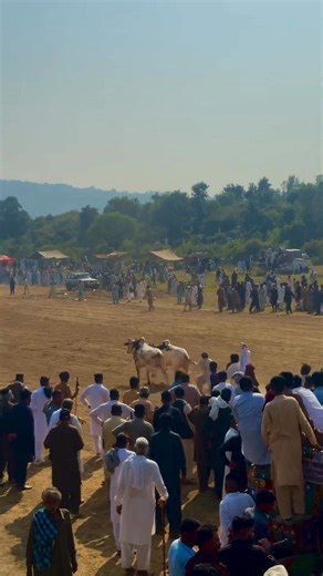 Arslan Numrdar on Reels