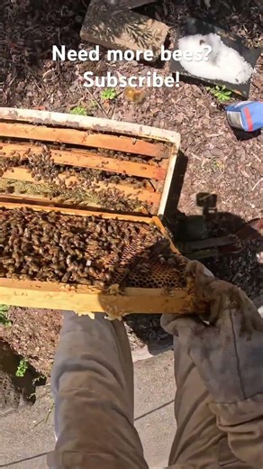Why A Simple Hive Cover Can Protect Bees From Heat - Beekeeping