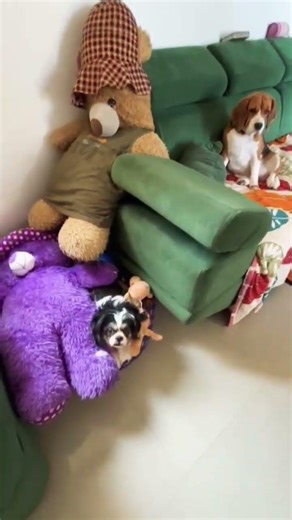 Pusanika va vitutu sundakava kandu pudikirangalae😒 #reels #pets #yt #shortsfeed #comedy #trending