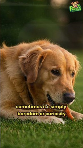The Real Reason Dogs Eat Grass Revealed 🐶🌱