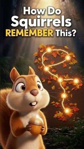 How Do Squirrels Remember All Their Hidden Nuts?