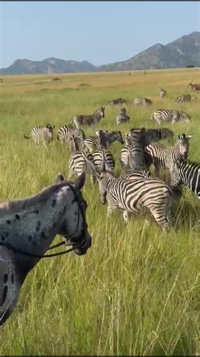 Affordable African Horse Safari Volunteer Experience