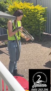 Rhiannon grabbing a carpet python from woodridge | Harrison's Gold Coast and Brisbane Snake Catcher
