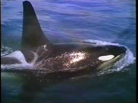 KVM - Rettung der Wale 1993 (Free Willy VHS Vorspann)