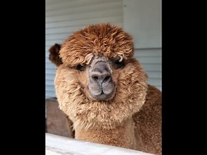 A visit with 36 Alpacas in Unity Maine