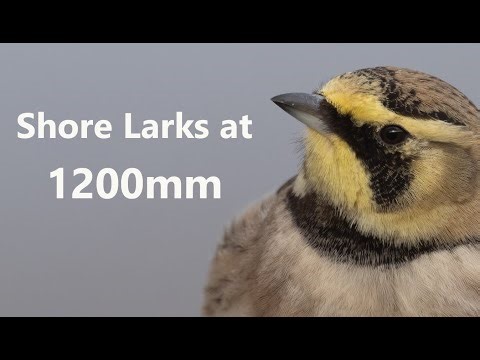 Shore Larks at 1200mm with the Olympus 300mm F4 and MC-20 Teleconverter
