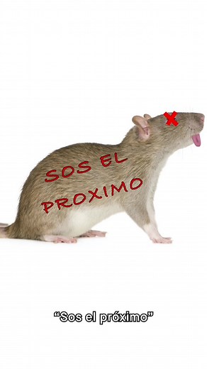 Videos de TAIMA.TV (@taima.tv) con “sonido original - TAIMA.TV”