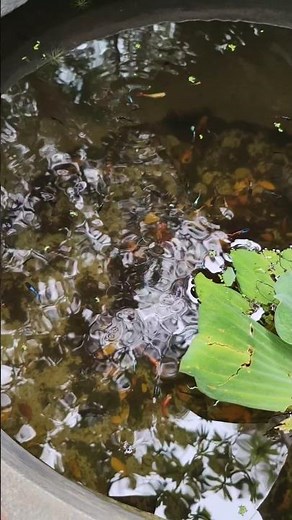 Raising 7-color fish #khfish#Shorts